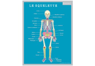 Fiche mémo Corps Humain